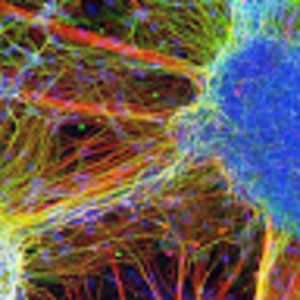 Meet your Posher, Paula